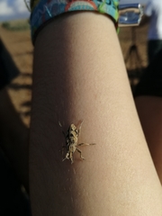 Coniocleonus excoriatus