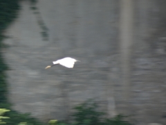 Egretta garzetta