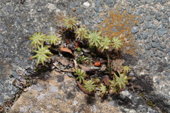 Marchantia polymorpha