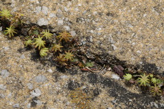 Marchantia polymorpha