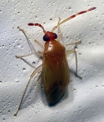 Ceratocapsus