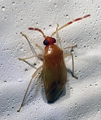 Ceratocapsus