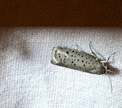 Yponomeuta multipunctella