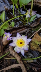 Nymphaea violacea