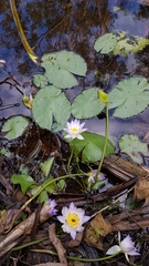 Nymphaea violacea
