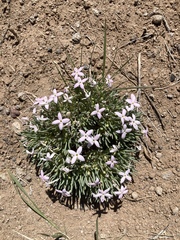 Houstonia rubra