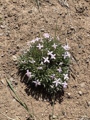 Houstonia rubra