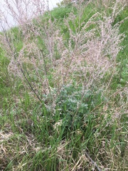 Artemisia absinthium