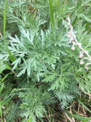 Artemisia absinthium