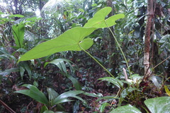 Anthurium obtusilobum