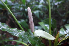 Anthurium obtusilobum
