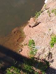 Trachemys scripta elegans