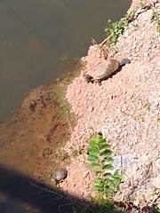 Trachemys scripta elegans