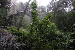Acanthus polystachyus