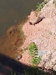 Trachemys scripta elegans