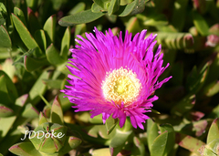 Carpobrotus acinaciformis
