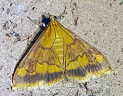 Pyrausta onythesalis