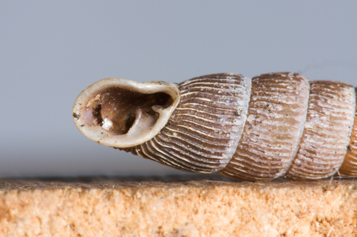 Strigillaria cana