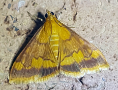 Pyrausta onythesalis