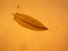 Grimmia orbicularis