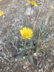 Tetraneuris argentea