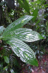 Columnea consanguinea
