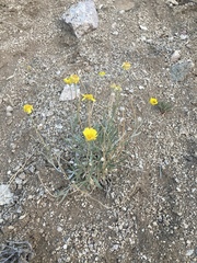 Tetraneuris argentea