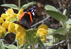 Vanessa atalanta