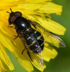 Dasysyrphus venustus