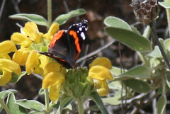 Vanessa atalanta