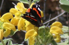 Vanessa atalanta