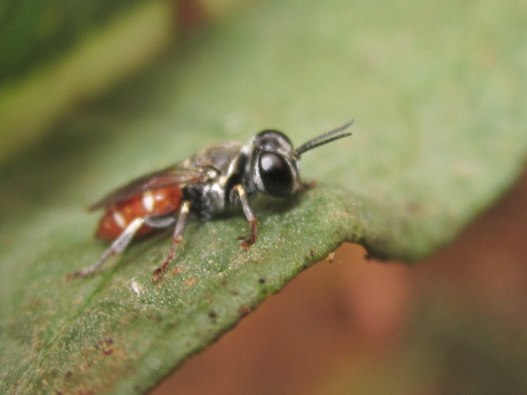 Heliocausus larroides
