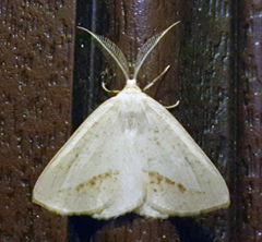 Lychnosea intermicata