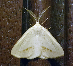 Lychnosea intermicata