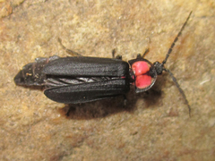 Pyractonema