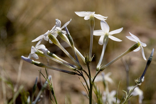 Amsonia longiflora var. longiflora