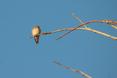 Alopochelidon fucata