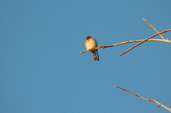Alopochelidon fucata