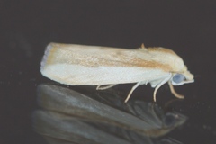 Earias vittella