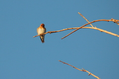 Alopochelidon fucata