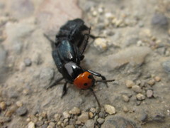 Creophilus erythrocephalus