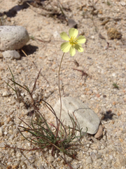 Hesperomecon linearis