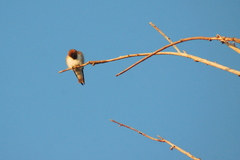 Alopochelidon fucata
