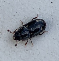 Glischrochilus siepmanni