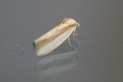 Earias vittella