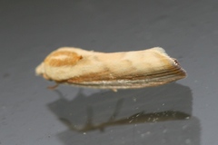 Earias vittella