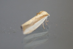 Earias vittella