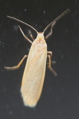 Earias vittella