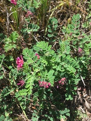 Hosackia rosea