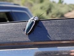 Chalcolepidius webbi